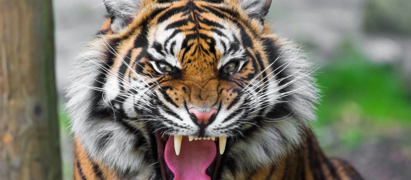 Τίγρης δραπέτευσε από κλουβί τσίρκου: Πανικόβλητοι οι θεατές έτρεχαν να σωθούν